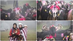 Besiciler rengarenk süsledikleri hayvanlarıyla yaylaya göç etti