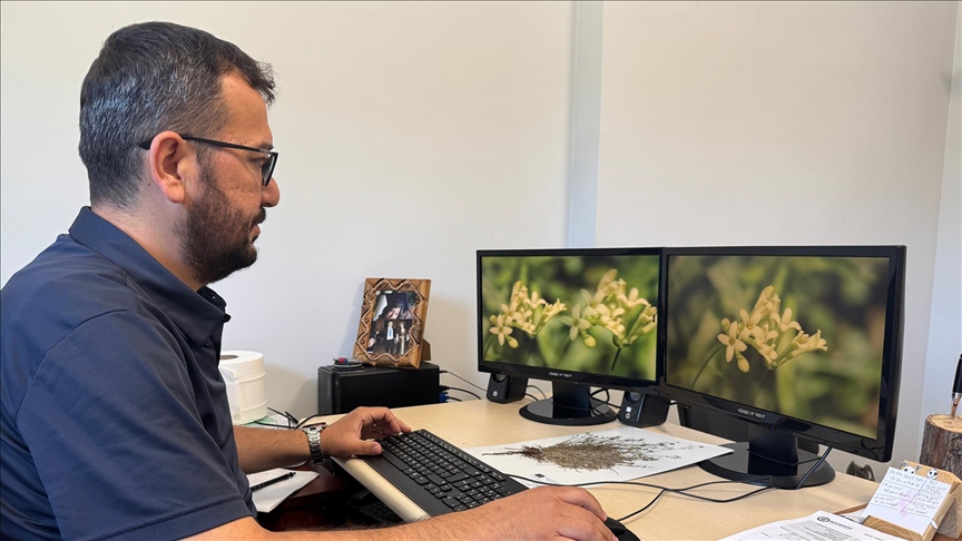 Küre Dağları Milli Parkı'nda 80 kökten oluşan endemik bitki türü keşfedildi