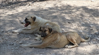 Kilis'te sahipsiz köpekler için özel yaşam alanı kuruldu