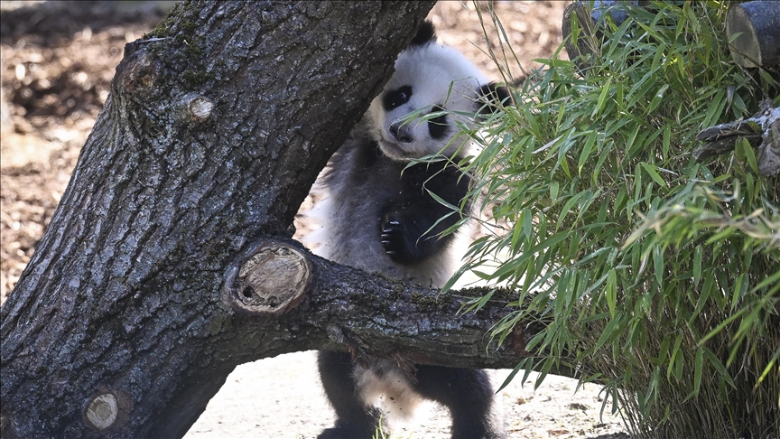 Chinese conservation center welcomes birth of 1st giant panda cub of 2025