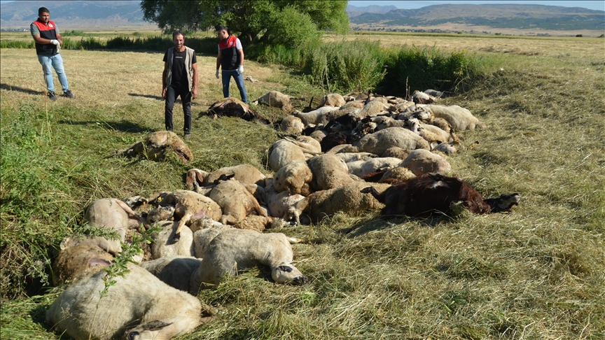 Li Mûşê mihan hev pêpes kir û nêzî 150 mih mirar bûn