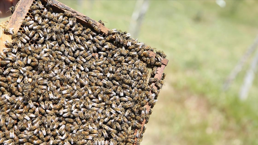 Li zozanên Sêrtê hilberîna hingivê Perwariyê tê kirin