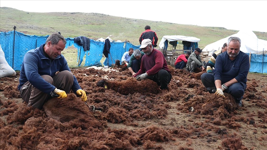 ğı yaylalarında binlerce küçükbaş el birliğiyle kırkılıyor