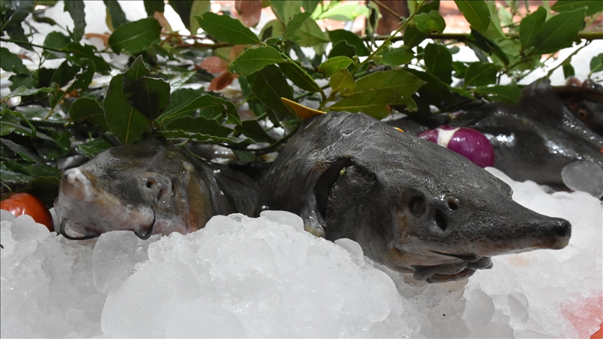 Aşırı avlanma nedeniyle morina balıklarının boyutları yarı yarıya küçüldü