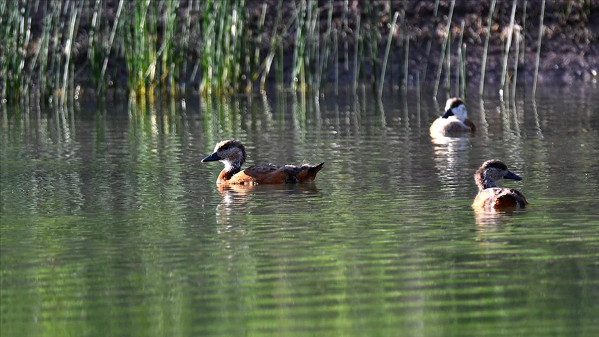 Kars'ta yumurtadan çıkan angut yavruları sulak alanda beslenirken görüntülendi
