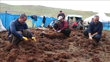 Ağrı yaylalarında binlerce küçükbaş el birliğiyle kırkılıyor