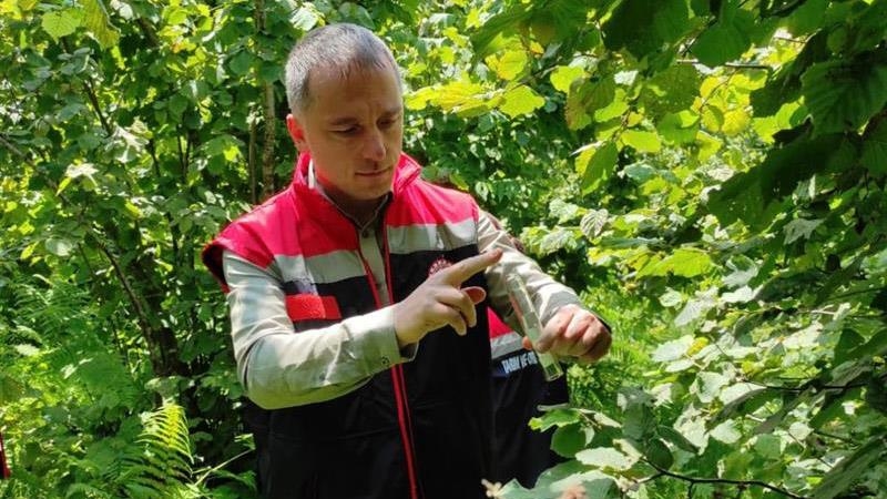 Rize'de 50 bin samuray arısı doğaya salındı