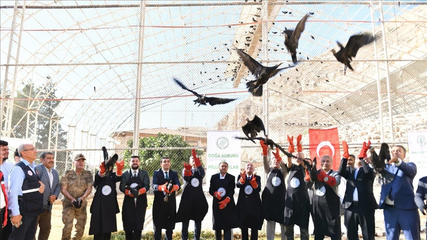 Ji kelhenekên li Şanliurfayê di bin parastinê da 45 heb berdan siruştê