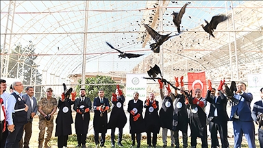 Şanlıurfa'da koruma altındaki 45 kelaynak göç etmeleri için doğaya bırakıldı