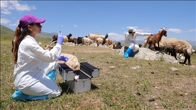 Hakkari'de veteriner hekimler zamanla yarışarak şap hastalığının yayılmasını önledi