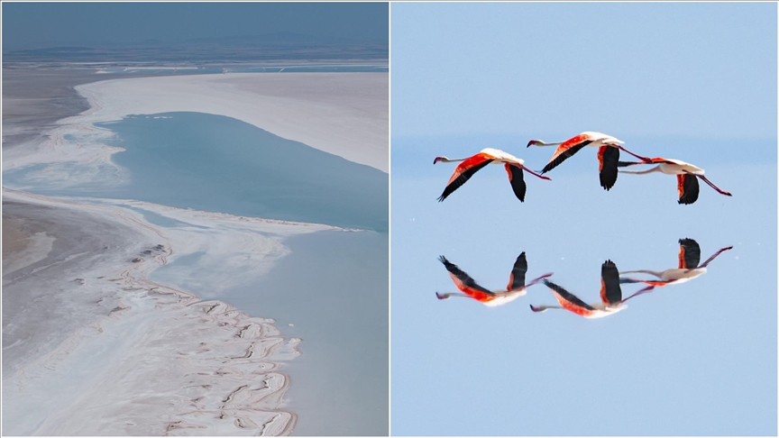 Kuraklık Tuz Gölü'ndeki flamingo sayısını düşürdü