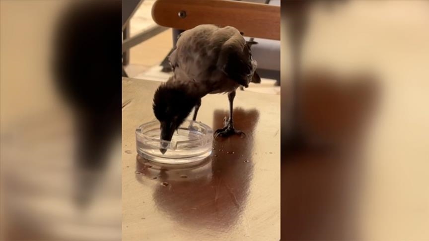 Një sorrë e etur nga vapa piu ujë në një kafene në Bodrum