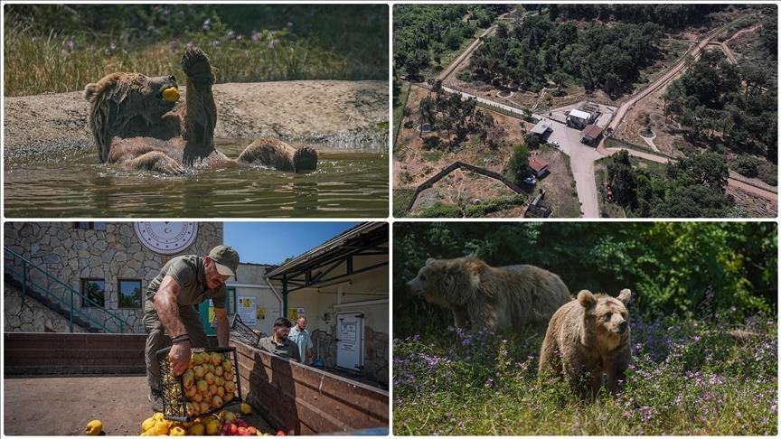 Turqi, arinjtë ushqehen me ushqime speciale në periudhën e verës