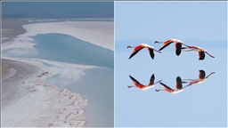 Kuraklık Tuz Gölü'ndeki flamingo sayısını düşürdü