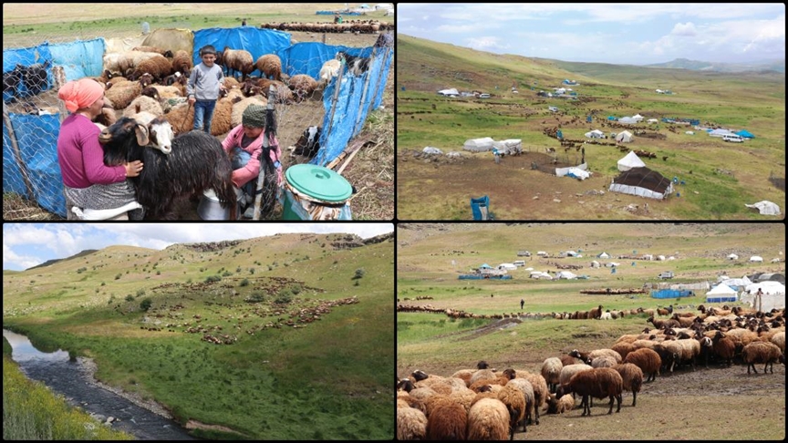 Ağrı'daki 371 yaylaya yerleşen göçer aileler yazı çadırlarda geçiriyor