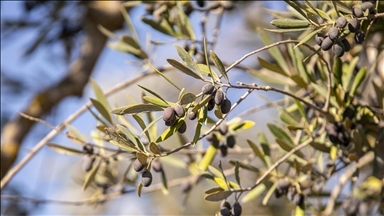 Illegal Israeli settlers uproot nearly 200 olive trees in new West Bank attack