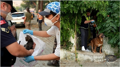 Yangında tahliye edilen evde mahsur kalan 25 kedi ile 10 köpek kurtarıldı