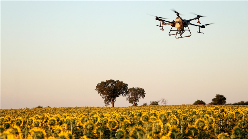 Tekirdağ'da çiftçiler artan çekirge popülasyonuna karşı ilaçlama çalışması başlattı
