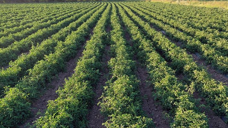 Büyük ovalarda meyve bahçesi tesis edilmesi kolaylaştırıldı
