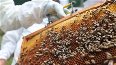 Zonguldak’ta kestane balından 600 ton rekolte bekleniyor
