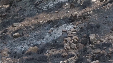 Filistinlilerin topraklarını gasbeden İsrailliler, Nablus'ta zeytin ağaçlarını ateşe verdi