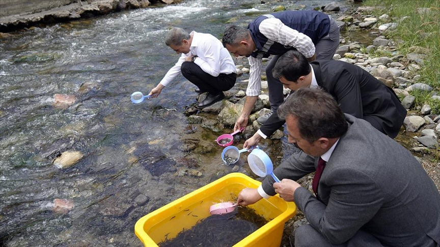 Gümüşhane'deki Çit Deresi'ne 10 bin alabalık yavrusu bırakıldı