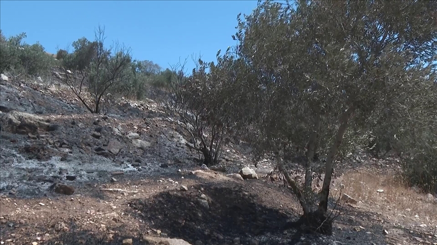 Kolonët e paligjshëm izraelitë i vunë flakën pemëve të ullirit në Nablus
