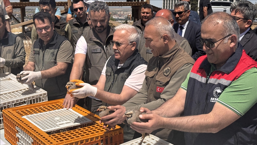 Aksaray'da 500 kınalı keklik doğaya bırakıldı