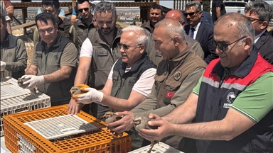 Aksaray'da 500 kınalı keklik doğaya bırakıldı