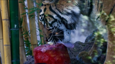 Kopshti Zoologjik i Romës u jep kafshëve akullore pas valës së të nxehtit që ka kapluar Evropën