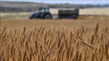 La Türkiye bat son record de production agricole et se hisse dans le top 7 mondial