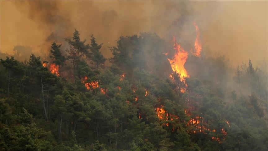 سوريا.. حرائق تلتهم غابات باللاذقية وتهدد محمية "الفرنلق" (تقرير إخباري)