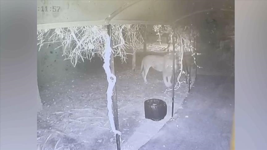 Man battles off escaped lion in Türkiye, lives to tell tale of freak attack Man battles off escaped lion in Türkiye, lives to tell tale of freak attack