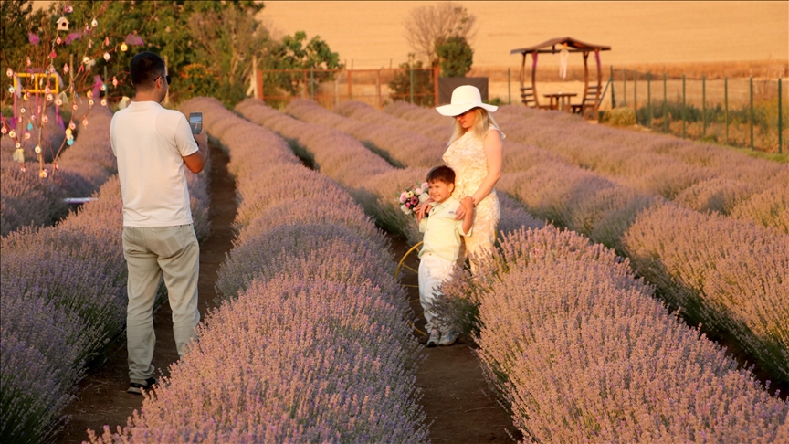 Tekirdağ, artan lavanta bahçeleriyle daha fazla turist çekmek istiyor