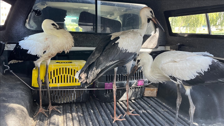 Erzurum'da yuvalarından düşen leylek yavruları koruma altına alındı