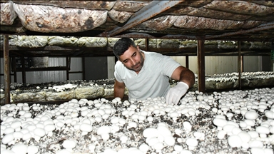 Batmanlı girişimci devlet desteğiyle kurduğu tesiste yıllık 600 ton kültür mantarı üretiyor