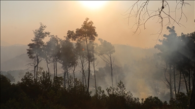 Türkiye’s forest assets grow 92%, marking major expansion and quality gains, says UN Forests Forum chair