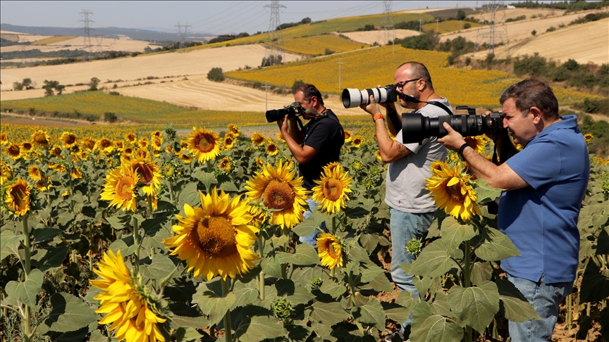 Tekirdağ'daki ayçiçeği tarlaları fotoğraf tutkunlarını ağırlıyor