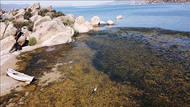 Sıcaklığın artmasıyla suyu çekilmeye başlayan Bafa Gölü'nde kirlilik yaşanıyor