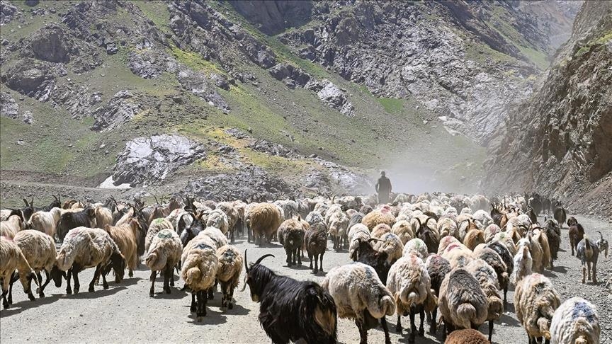 Li Hekariyê şivan pezê xwe li zozanên bilind diçêrînin û ji bo dotinê tînin bêriyê