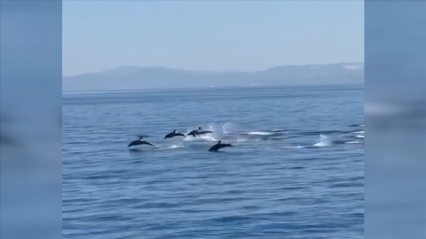 Kuşadası'nda yunusların gösterisi görüntülendi