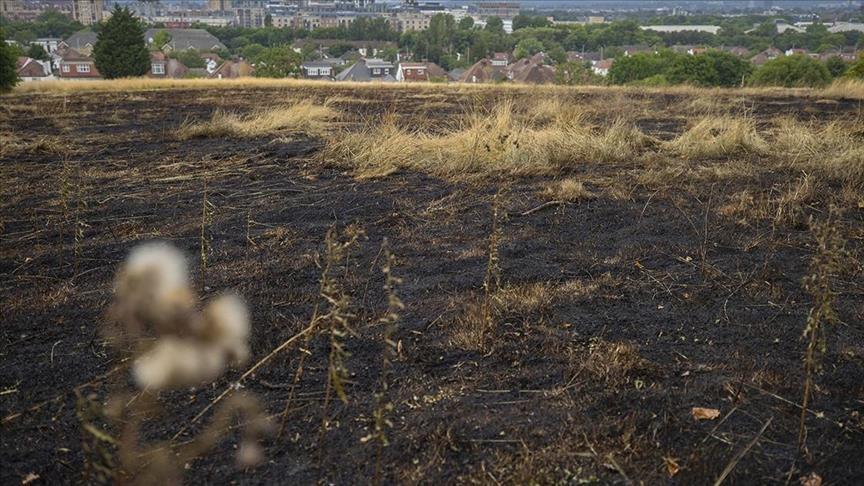 В Лондоне загорелась трава: площадь пожара — как восемь футбольных полей