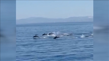 Kuşadası'nda yunusların gösterisi görüntülendi