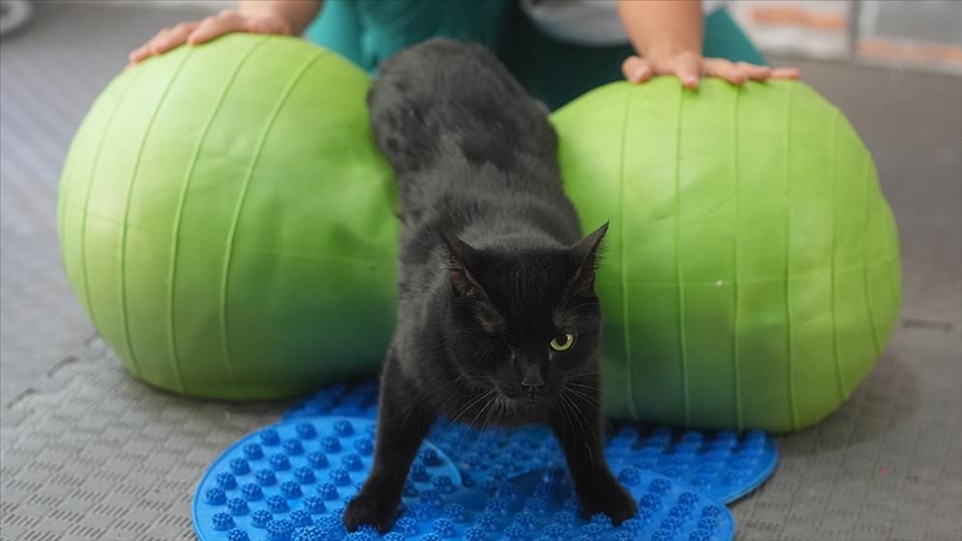 "Zeytin", macja e dëmtuar nuk heq dorë nga lufta për rimëkëmbje