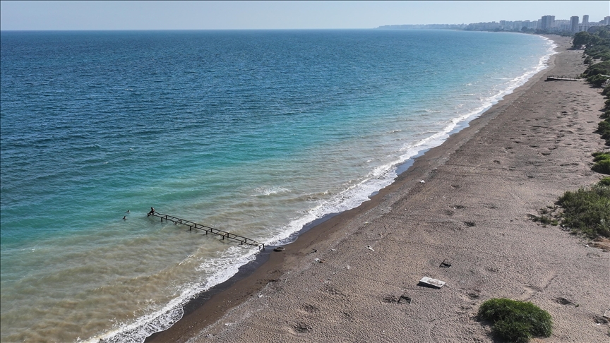 Mersin'de anaç kaplumbağaların kumsala çıkışlarında artış gözlendi 