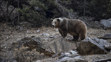 Northern Japanese prefecture issues 1st bear warning after deadly attack