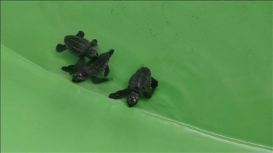 Muğla'daki İztuzu Sahili'nde 350 caretta caretta yavrusu denizle buluştu