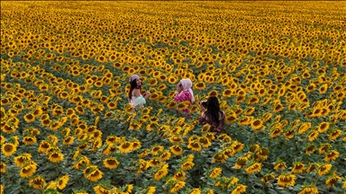 Karaman'da sarıya bürünen ayçiçeği tarlaları, fotoğraf tutkunlarını ağırlıyor