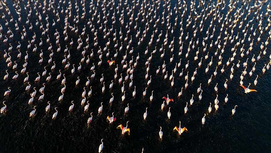 Liqeni artificial në perëndim të Turqisë bëhet habitat për flamingot