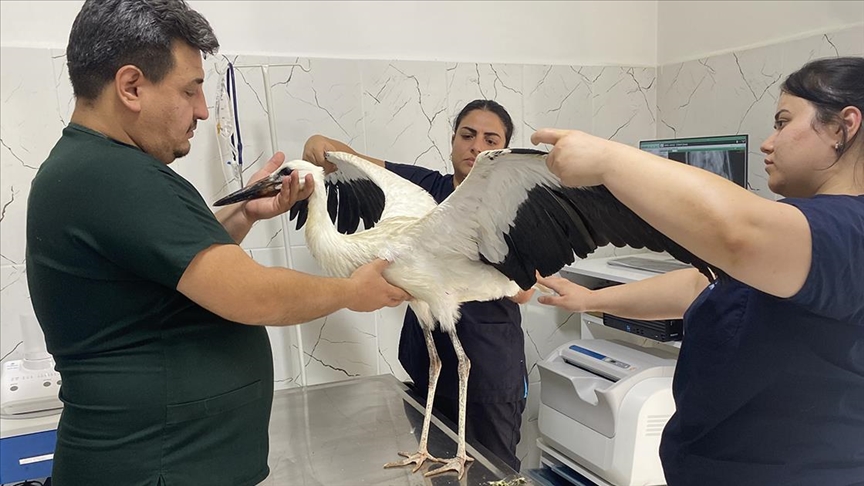 Manisa'da yorgun düşen leylek koruma altına alındı